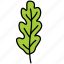 arugula, vegetable, leaf, green 