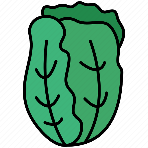 Cabbage, chinese cabbage, vegetable, organic icon - Download on Iconfinder