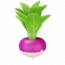 turnip, vegetable, food, fresh, healthy, root, garden 