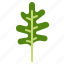 arugula, herbs, leaf, vegetable 