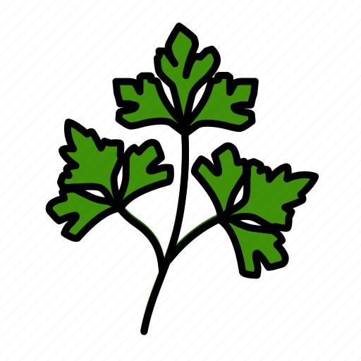 Coriander, cilantro, celery, food, herb, leaf, parsley icon - Download on Iconfinder