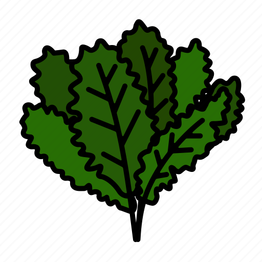 Vegetable, spinach, kale, leaf, chard, salad, food icon - Download on Iconfinder