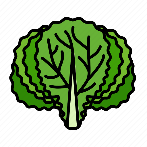 Vegetable, food, leafy, lettuce, veggies, salad, fiber icon - Download on Iconfinder