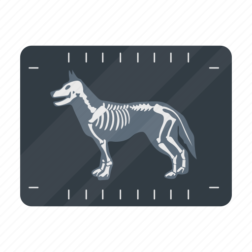 Animal, dog, medicine, snapshot, vet clinic, x-ray icon - Download on Iconfinder