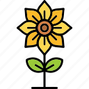 flower, blossom, botanical, nature, sunflower