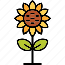 sunflower, blossom, botanical, flower, nature