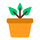 plant, leaf, grow, growth, sprout