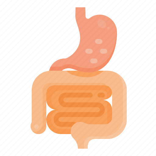 Digestive, system, stomach, intestine, anatomy, organs, metabolism icon - Download on Iconfinder