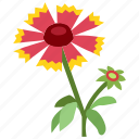 .svg, blanket flower, gaillardia, florist, flora, botany