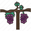 grapevine, vineyard, branch, harvest, garden