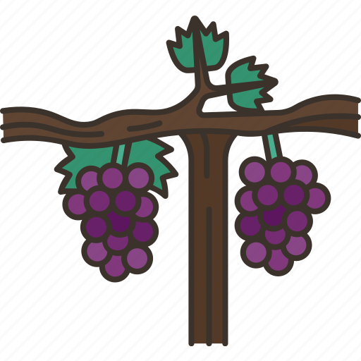 Grapevine, vineyard, branch, harvest, garden icon - Download on Iconfinder