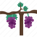 grapevine, vineyard, branch, harvest, garden