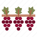grape, harvest, winery, track