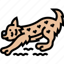 lynx, bobcat, predator, animal, snow