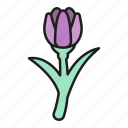 blossom, botanical, flower, nature, petals, tulip