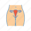 anatomy, fallopian tubes, female, gynecology, reproductive system, uterus, vagina 
