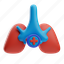 lungs, breath, anatomy, pulmonology, healthcare, breathe, lung, health, body 