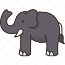 elephant, fauna, animal, zoo, safari