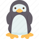penguins, bird, animal, wildlife, zoo